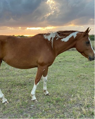 Munchie, one of the equine teachers at Christian Horse Adventures