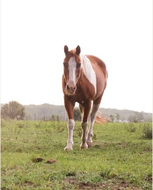 Flash, one of the equine teachers at Christian Horse Adventures