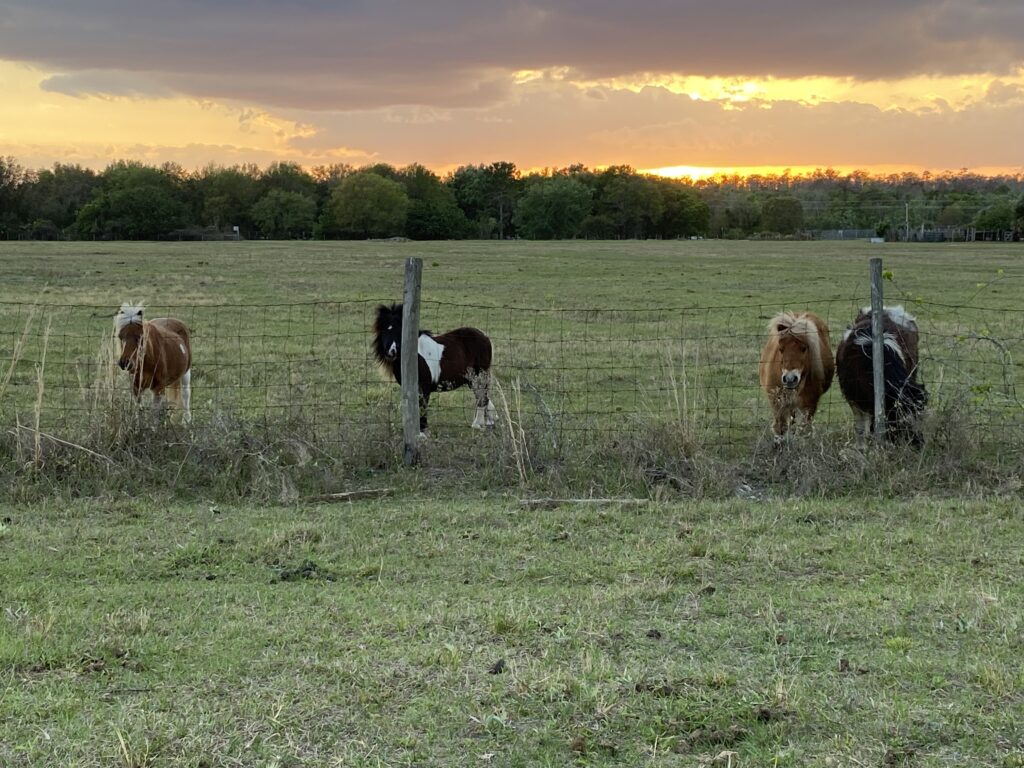 Horses together in the pasture at Christian Horse Adventures