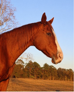 Jewel, one of the equine teachers at Christian Horse Adventures