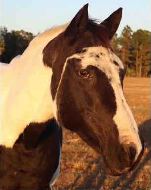 Mae, one of the equine teachers at Christian Horse Adventures