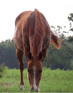 Little Red, one of the equine teachers at Christian Horse Adventures