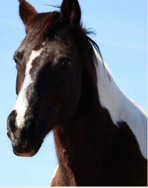 Scout, one of the equine teachers at Christian Horse Adventures
