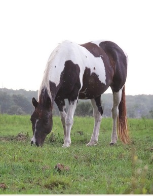 Oreo, one of the equine teachers at Christian Horse Adventures