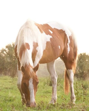 Buckshot, one of the equine teachers at Christian Horse Adventures